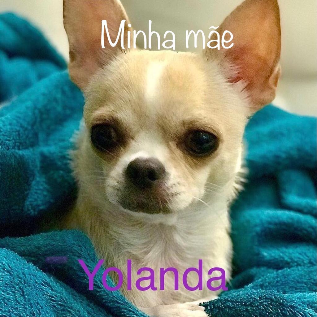 yolanda