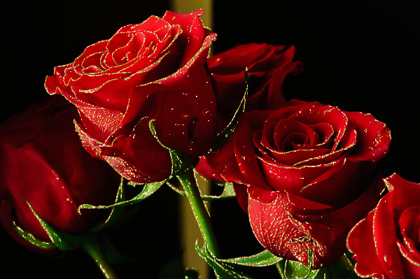 Rosas Vermelhas
